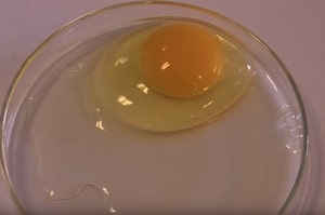 Egg Grade - AA Grade EGG