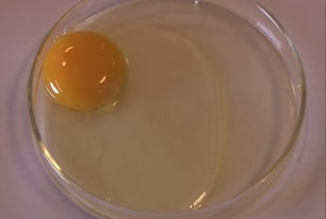 Grades of Egg - B Grade Egg