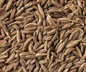 Caraway - Types of Herbs and Spices | Definition of Herbs and Spices.