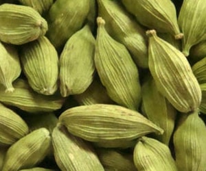 Cardamom - Types of Herbs and Spices | Definition of Herbs and Spices.