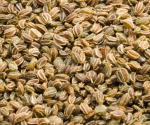 Celery Seed - Types of Herbs and Spices | Definition of Herbs and Spices.