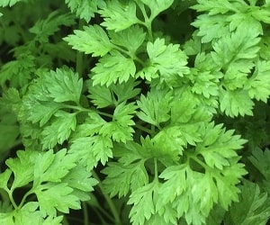 Chervil  - Types of Herbs and Spices | Definition of Herbs and Spices.