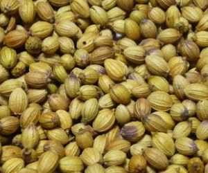 Coriander - Types of Herbs and Spices | Definition of Herbs and Spices.