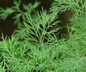 Dill - Types of Herbs and Spices | Definition of Herbs and Spices.