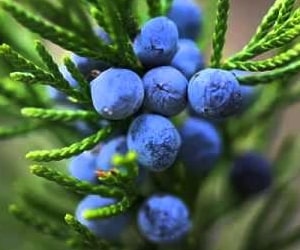 Juniper Berry - Types of Herbs and Spices | Definition of Herbs and Spices.