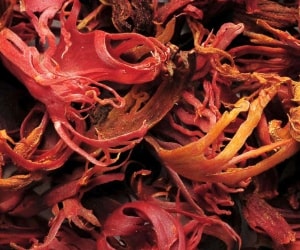 Mace - Types of Herbs and Spices | Definition of Herbs and Spices.