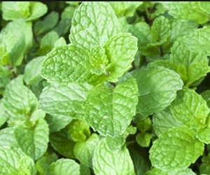 Mint - Types of Herbs and Spices | Definition of Herbs and Spices.