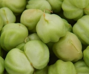 Nasturtium - Types of Herbs and Spices | Definition of Herbs and Spices.