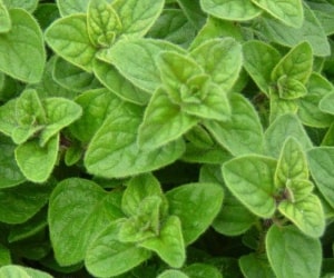 Oregano - Types of Herbs and Spices | Definition of Herbs and Spices.