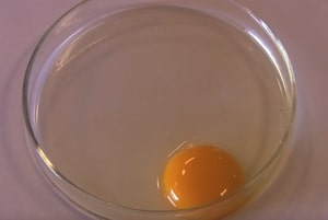 It's worth noting that in many grading systems, including those in the United States, there is no standard category for "C grade eggs." The grading typically goes up to A or AA for fresh eggs, with B grade eggs being of slightly lower quality. The grading criteria usually focus on factors like the size, cleanliness, and quality of the egg whites and yolks.

However, in some cases, the term "C grade" might be informally used to refer to eggs that have defects or are not suitable for retail sale. These eggs may have broken or cracked shells, abnormal shapes, or other issues that make them less marketable. Such eggs are often diverted to be used in processed egg products or may be sold at a lower price.

It's essential to note that egg grading practices can vary by region and country, so it's always a good idea to check local regulations or industry standards for the most accurate information regarding egg grades in a specific location. Additionally, consumers are encouraged to check egg cartons for grading information and choose eggs that meet their preferences and intended use.