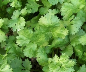 Cilantro, also known as coriander leaves or Chinese parsley, is an herb with bright green, delicate leaves and a fresh, citrusy flavor. Both the leaves and stems of the cilantro plant are edible, and they are commonly used in various culinary traditions around the world. Here are some key points about cilantro:

Flavor Profile:
Taste: Cilantro has a distinctive flavor that is often described as fresh, citrusy, and slightly peppery.

Aroma: It has a bright and aromatic fragrance.

Culinary Uses:
Salsas and Guacamole: Cilantro is a key ingredient in many salsas and guacamole, contributing to their fresh and vibrant flavors.

Asian Cuisine: It is commonly used in Asian dishes, such as Thai curries, Vietnamese pho, and Indian chutneys.

Mexican Cuisine: Cilantro is a staple in Mexican cuisine, used in tacos, enchiladas, and various sauces.

Garnish: Cilantro is often used as a garnish for soups, salads, and main dishes to add color and flavor.

Marinades: It is a common ingredient in marinades for meats and seafood, infusing them with its bright and aromatic notes.

Appearance:
Leaves and Stems: The leaves are finely divided, and the stems are thin and tender.
Storage:
Fresh: To store fresh cilantro, trim the stems, place the bunch in a jar with water like flowers, cover the leaves loosely with a plastic bag, and store it in the refrigerator. Alternatively, you can wrap it in a damp paper towel and place it in a plastic bag.
Culinary Substitutes:
If cilantro is unavailable or disliked, some people use parsley as a substitute, though it has a different flavor profile.
Culinary Controversy:
Cilantro is known to have a polarizing effect; some people love its fresh flavor, while others find it has a soapy or unpleasant taste. This is thought to be influenced by genetic factors.
Cilantro adds a vibrant and fresh element to a wide range of dishes, making it a versatile herb in many cuisines. It is valued for its ability to brighten and enhance the flavors of various recipes.