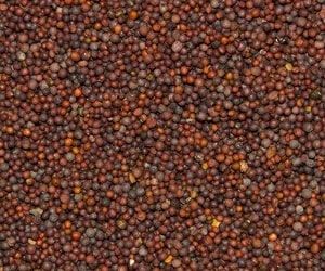 Mustard seeds are the small seeds of the mustard plant (Brassica spp.), which is a member of the cabbage family. These seeds come in different colors, including yellow, brown, and black, each with its own unique flavor profile. Mustard seeds are a versatile spice used in various culinary applications around the world. Here are some key points about mustard seeds:

Types of Mustard Seeds:
Yellow Mustard Seeds:

Flavor Profile: Mild and slightly tangy.
Common Uses: Yellow mustard seeds are used to make the classic yellow mustard commonly found on hot dogs and sandwiches.
Brown Mustard Seeds:

Flavor Profile: More pungent and slightly bitter than yellow mustard seeds.
Common Uses: Brown mustard seeds are often used in European and Asian cuisines. They are a key ingredient in Dijon mustard.
Black Mustard Seeds:

Flavor Profile: The most pungent and peppery among the three.
Common Uses: Black mustard seeds are frequently used in Indian cooking, adding heat and depth to various dishes.
Culinary Uses:
Condiments: Mustard seeds are a key ingredient in mustard condiments, ranging from mild yellow mustard to spicy Dijon mustard.

Pickling: Mustard seeds are used in pickling spice blends for vegetables, fruits, and meats.

Curries and Spice Blends: In Indian cuisine, especially in South Indian dishes, mustard seeds are often tempered in hot oil to release their flavor before adding other ingredients.

Marinades and Rubs: Mustard seeds can be ground and used in marinades for meats and as a component of spice rubs.

Breads and Baked Goods: Mustard seeds are sometimes added to bread dough or used as a topping for pretzels and crackers.

Appearance:
Color: Yellow mustard seeds are pale yellow, brown mustard seeds are various shades of brown, and black mustard seeds are black or dark brown.

Size: Mustard seeds are small, round, and typically about 1-2 millimeters in diameter.

Health Benefits:
Mustard seeds contain various nutrients, including selenium, omega-3 fatty acids, and fiber.

Some studies suggest that mustard seeds may have potential health benefits, such as anti-inflammatory and antioxidant properties.

Storage:
Store mustard seeds in a cool, dark place in an airtight container to maintain their flavor.
Mustard seeds contribute distinct flavors and heat levels to a wide range of dishes, making them a popular and versatile spice in many cuisines. The choice of mustard seed variety can significantly impact the overall taste of the final dish.