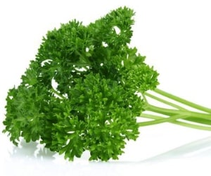 Parsley (Petroselinum crispum) is a versatile herb widely used in culinary applications around the world. It belongs to the Apiaceae family and is known for its fresh and slightly peppery flavor. Parsley is often used as a garnish, but it also plays a significant role in enhancing the flavor of a variety of dishes. Here are some key points about parsley:

Varieties:
Curly-Leaf Parsley:

Appearance: Dark green, tightly curled leaves.
Flavor: Mild and slightly peppery.
Flat-Leaf Parsley (Italian Parsley):

Appearance: Dark green, flat, serrated leaves.
Flavor: Robust and more intense than curly-leaf parsley.
Culinary Uses:
Garnish:

Parsley is commonly used as a garnish to add a pop of color and freshness to various dishes.
Seasoning:

It is used as a flavor enhancer in a wide range of recipes, including soups, stews, sauces, and salads.
Herb Blends:

Parsley is a key ingredient in various herb blends, such as fines herbes and bouquet garni.
Tabbouleh:

Flat-leaf parsley is a crucial ingredient in tabbouleh, a Middle Eastern salad.
Pesto:

Flat-leaf parsley can be used in combination with other herbs in pesto recipes.
Health Benefits:
Parsley is a good source of vitamins A, C, and K, as well as folate and iron.

It contains antioxidants and has been traditionally used for its potential diuretic properties.

Storage:
Fresh Parsley: Store fresh parsley in the refrigerator. Trim the stems, place in a jar with water, and cover the leaves with a plastic bag for extended freshness.

Dried Parsley: Store dried parsley in a cool, dark place in an airtight container.

Culinary Substitutes:
Substitute for Curly Parsley: Flat-leaf parsley can be used as a substitute for curly parsley, but note that the flavor is more robust.

Substitute for Flat-Leaf Parsley: If flat-leaf parsley is unavailable, cilantro can be used as a substitute in some dishes, although the flavor is different.

Caution:
While parsley is generally safe when used in culinary amounts, excessive consumption of the concentrated essential oil or supplements should be avoided during pregnancy.
Parsley is an essential herb in many kitchens, valued for its ability to add freshness and flavor to a wide range of dishes. Whether used as a garnish, a seasoning, or a key ingredient in various recipes, parsley is a versatile herb that contributes to the overall taste and visual appeal of culinary creations.
